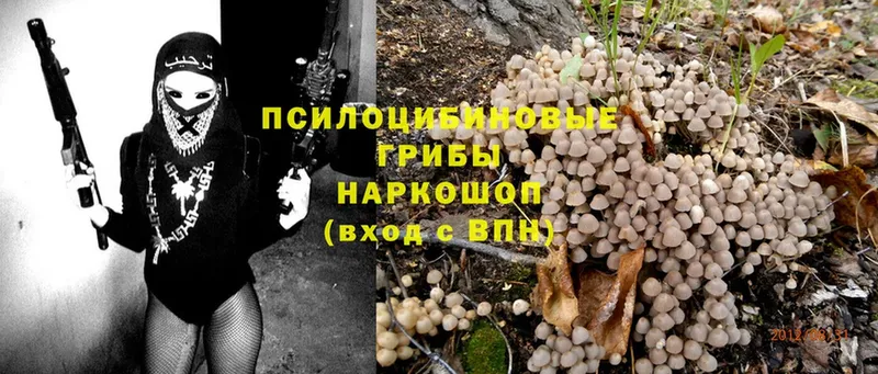 Галлюциногенные грибы Psilocybe  Кирс 